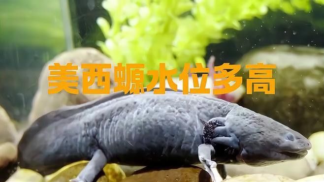 飼養(yǎng)六角恐龍魚(yú)的教學(xué)