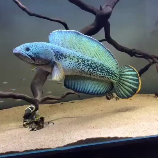 雷龍魚屬于什么魚種