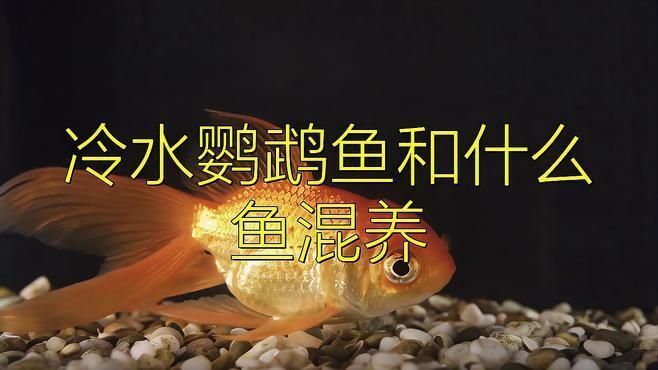 冷水魚怎么混養搭配最好