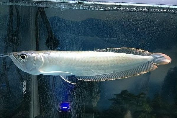 銀龍魚能不能吃蝦