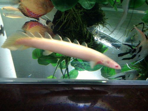 白化金恐龍魚圖片