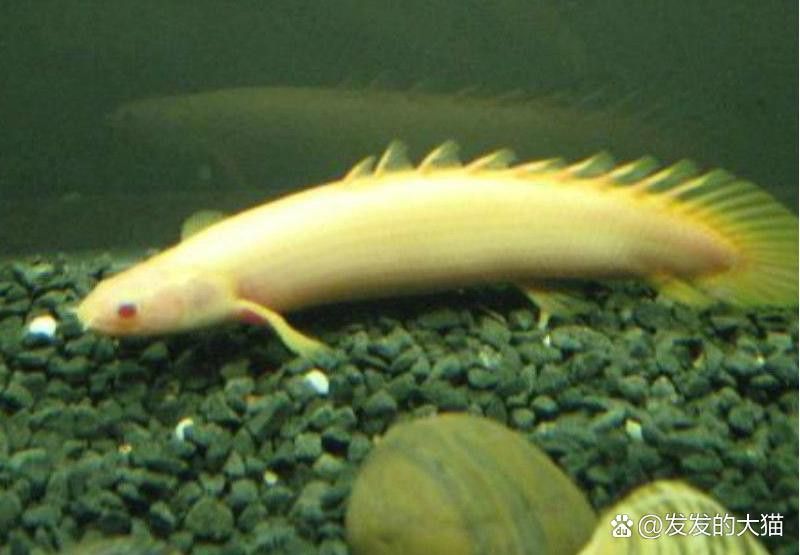 白化金恐龍魚圖片
