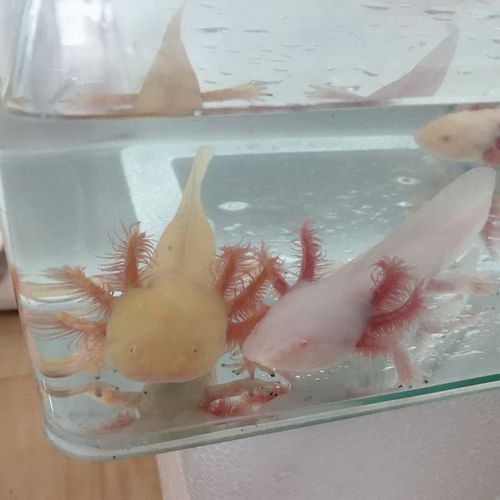 白化金恐龍魚圖片
