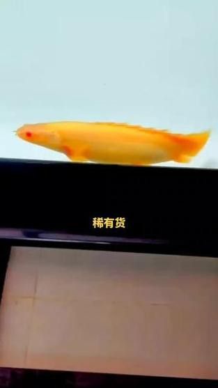 白化金恐龍魚圖片