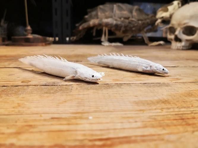 白化金恐龍魚圖片