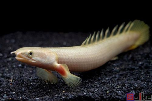 白化金恐龍魚圖片