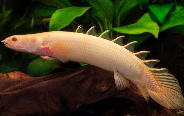 白化金恐龍魚圖片