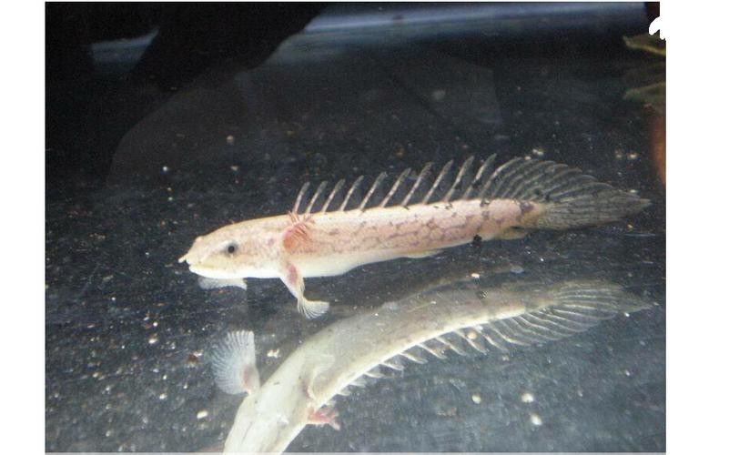 白化金恐龍魚圖片
