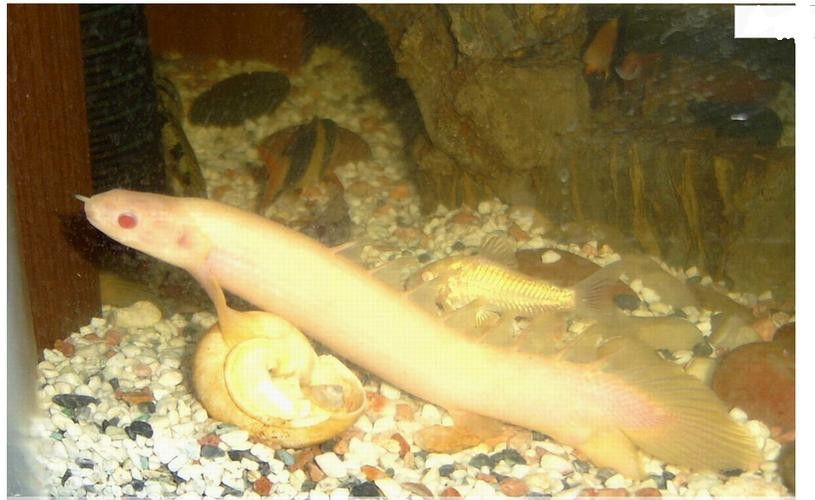白化金恐龍魚圖片