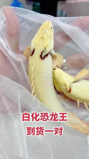 白化金恐龍魚圖片