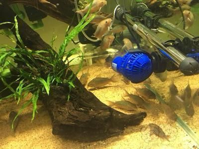 藍龍魚壽命多少年（如何判斷藍龍魚的壽命？）