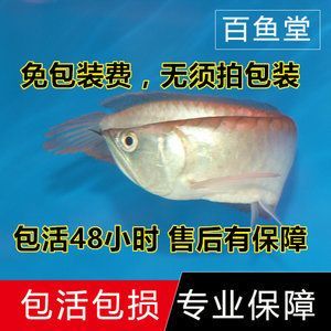 金龍魚活體品牌有哪些牌子：金龍魚品牌旗下有多個品牌與金龍魚活體業務的關系