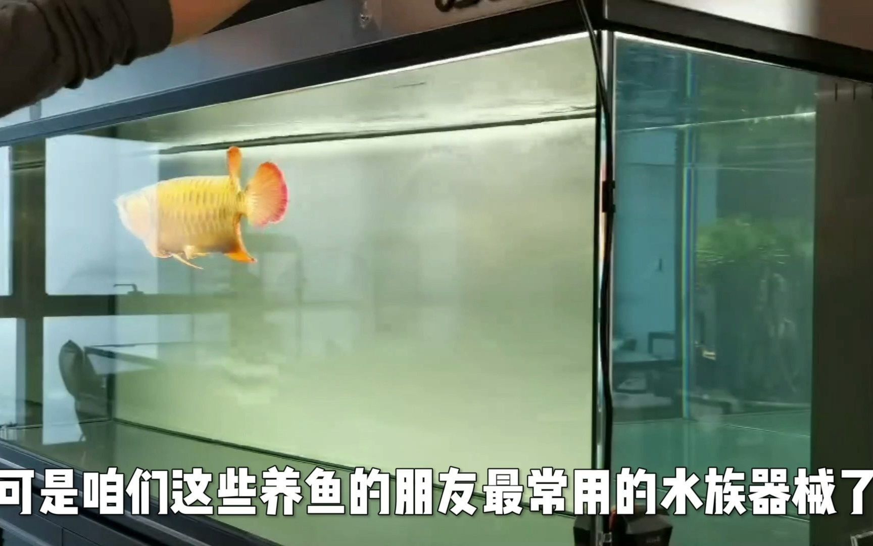 龍魚飼養中哪個設備最重要？