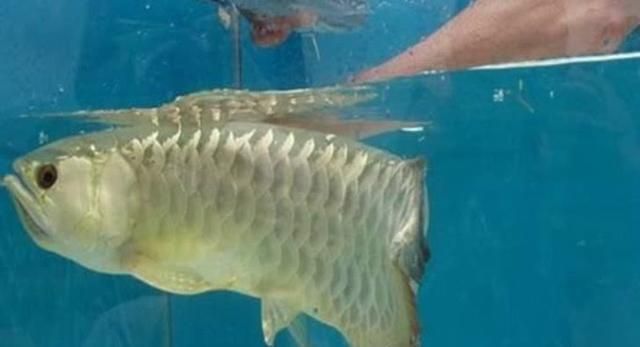 金龍魚吃什么最好長(zhǎng)得快：金龍魚吃什么長(zhǎng)得快