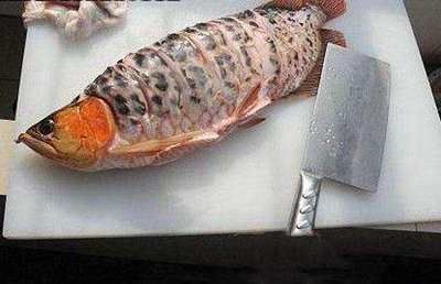 金龍魚吃什么最好長(zhǎng)得快：金龍魚吃什么長(zhǎng)得快