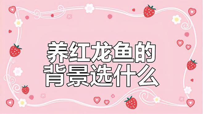 紅龍魚怎么養方法介紹一下自己