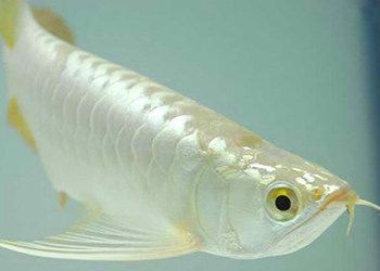 白金龍魚難養嗎怎么養白金龍魚飼養難度高嗎：白金龍魚怎么養