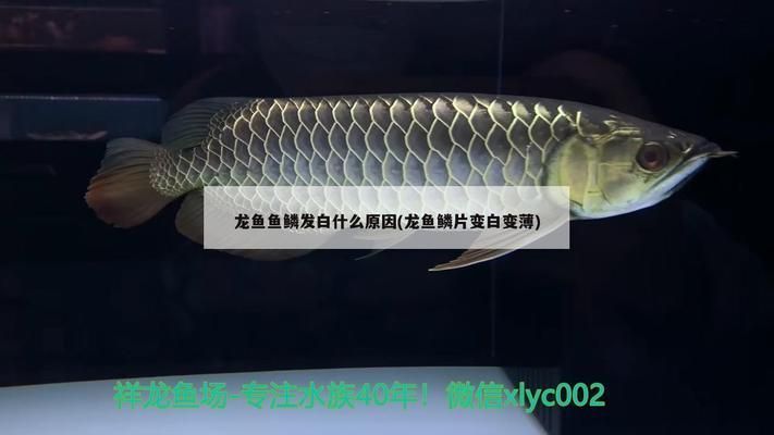 龍魚身上有片鱗片發白怎么回事：龍魚身上的鱗片發白可能是由多種因素引起的