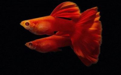 龍魚和三湖能混養嗎：三湖慈鯛與龍魚混養的注意事項