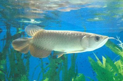 龍魚橫著漂浮在水面上怎么回事兒：觀察龍魚橫著漂浮在水面上的行為可能與多種原因有關