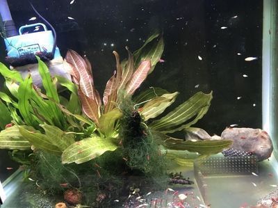 麻醉龍魚的適宜水溫范圍：關于麻醉龍魚的適宜水溫范圍的信息：麻醉龍魚的適宜水溫范圍