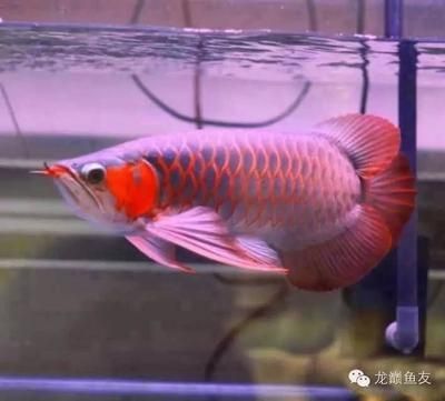 紅龍魚的飼養方法和注意事項和注意事項和注意事項:養紅龍魚的注意事項 龍魚百科 第2張 紅龍魚的飼養方法和注意事項和注意事項和注意事項:養紅龍魚的注意事項 紅龍魚的飼養方法和注意事項和注意事項和注意事項:養紅龍魚的注意事項 龍魚百科 第2張