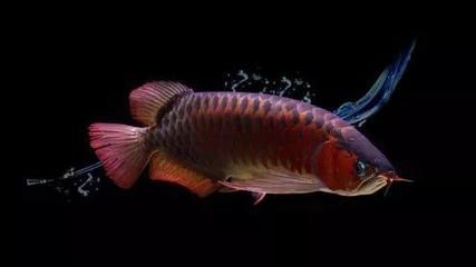 龍魚駝背什么原因（龍魚駝背可能是哪些因素引起的？）