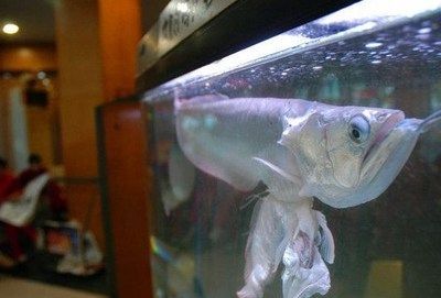 家里養銀龍魚有什么講究（養一條銀龍魚的風水學，銀龍魚家養幾條好招財吉利）