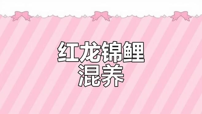 哪些龍魚品種適合與錦鯉混養？