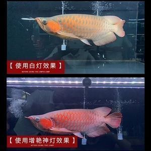 紅龍魚發(fā)色要幾年才好（如何判斷紅龍魚發(fā)色質(zhì)量，紅龍魚發(fā)色期光照需求）