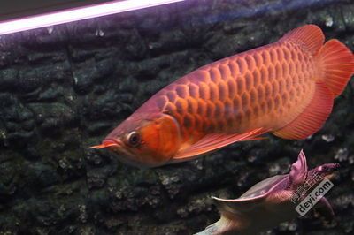 紅龍魚適合什么人養(yǎng)（紅龍魚怎么養(yǎng)？）