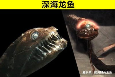 龍魚食人魚（龍魚和食人魚是否適合混養尚無明確的答案一般不建議混養在一起）