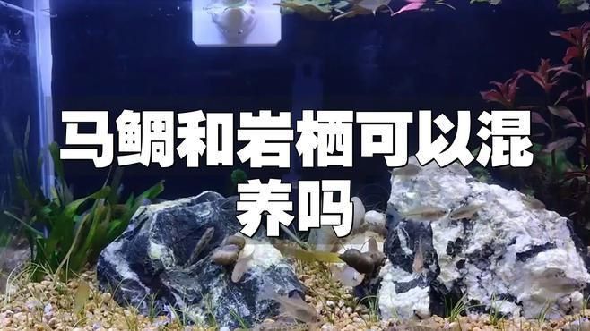 馬鯛魚混養最佳搭配