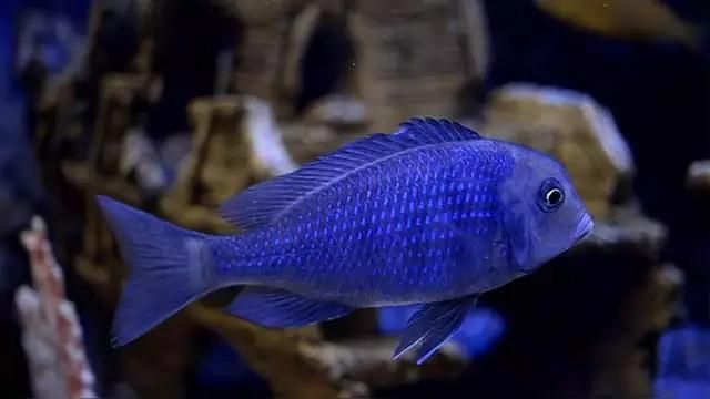 馬鯛魚混養最佳搭配