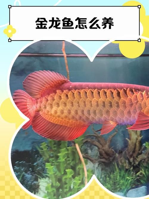 金龍魚的故事簡介