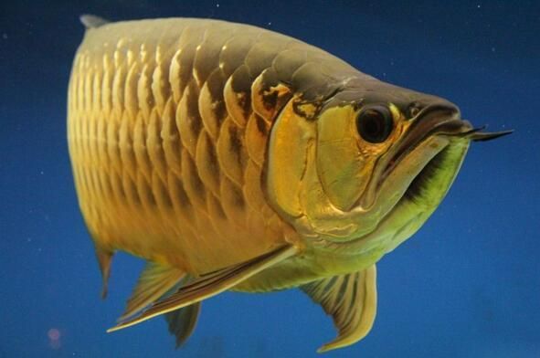 中國有金龍魚養殖基地嗎：中國有金龍魚養殖基地嗎？