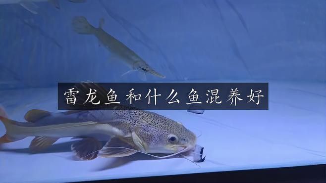 什么雷龍魚可以混養(yǎng)其它魚