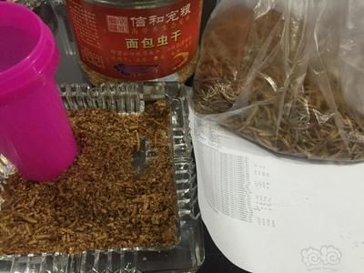 龍魚喂蝦好嗎：關于龍魚吃蝦的一些詳細信息