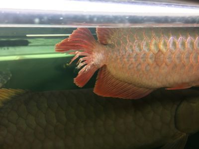 龍魚尾巴長紅色疙瘩怎么治（龍魚尾巴上出現紅色疙瘩可能由多種原因引起）