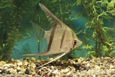 龍魚和神仙魚混養：龍魚和神仙魚混養是一種在觀賞魚缸中進行的魚類混養方法