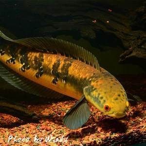 黑魔神龍魚(yú)：黑魔神雷龍魚(yú)的介紹