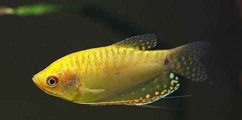 黃曼龍魚怎么分公母圖解（曼龍魚怎么分公母）