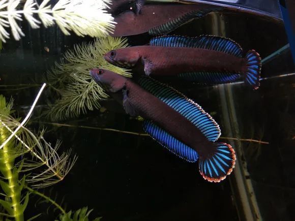 雷龍魚發(fā)色期間需要換水嗎？