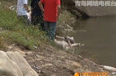 紅龍魚身體彎曲的恢復時間取決于多種因素，紅龍魚身體彎曲多少天能恢復：紅龍魚身體彎曲多久能恢復