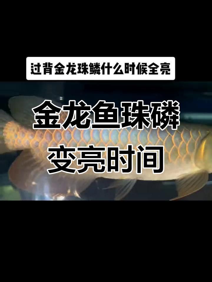 過背金龍魚珠鱗不亮怎么辦？