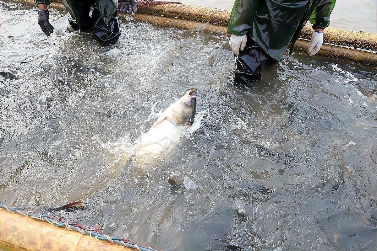 金魚奄奄一息,身體翻了一半怎么辦