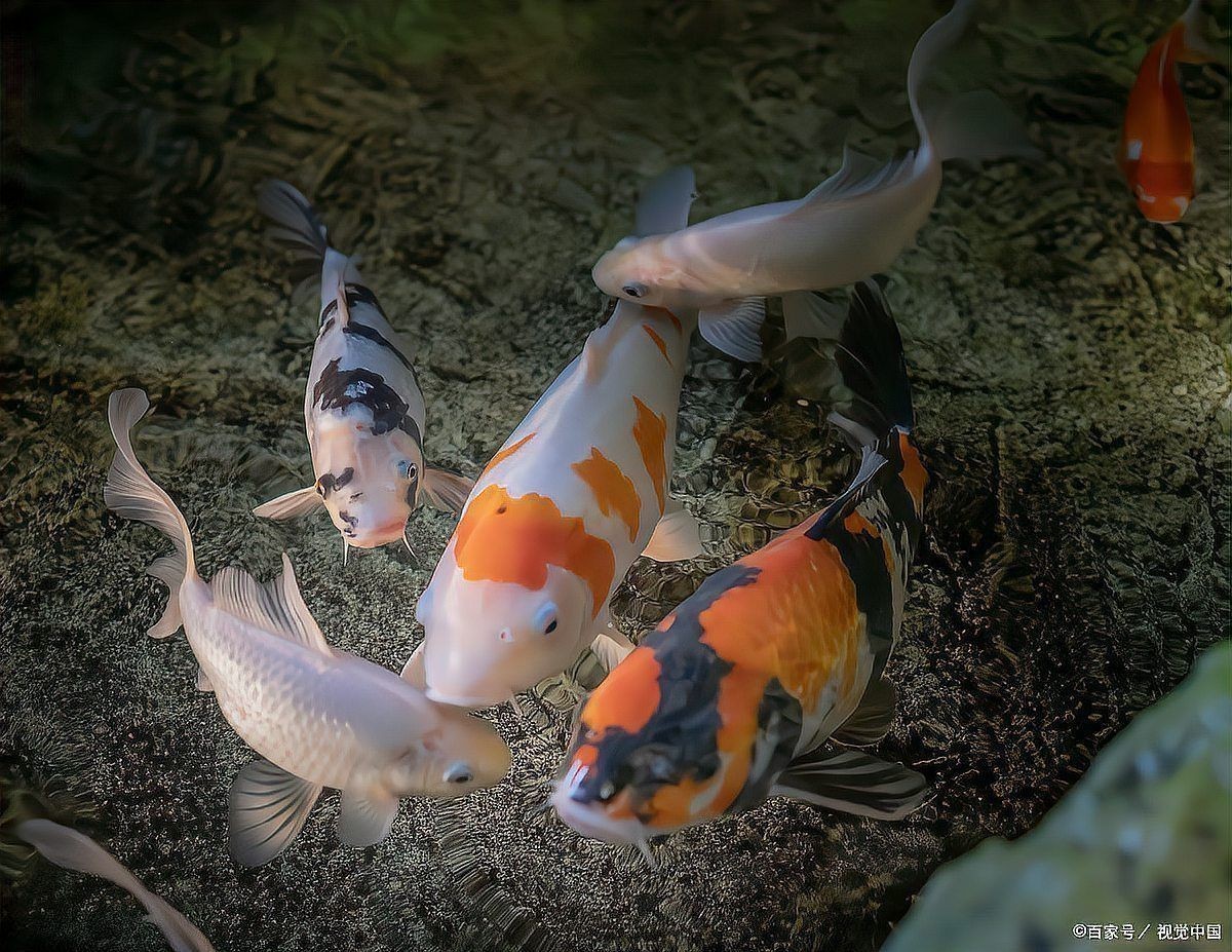 金魚奄奄一息,身體翻了一半怎么辦