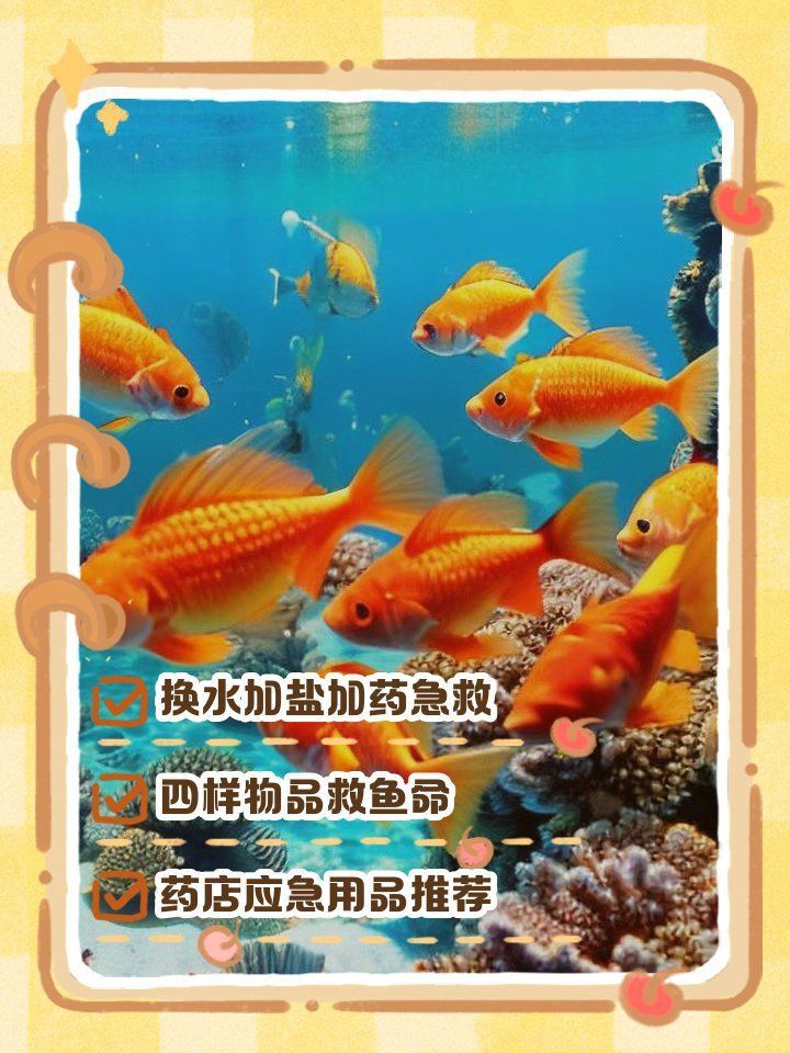 金魚奄奄一息,身體翻了一半怎么辦