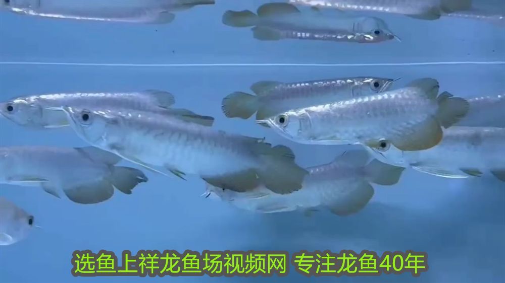 龍魚可以跟鯊魚混養嗎視頻：龍魚可以跟鯊魚混養嗎？混養風險與注意事項分析 龍魚可以跟鯊魚混養嗎視頻：龍魚可以跟鯊魚混養嗎？混養風險與注意事項分析 龍魚百科 第2張