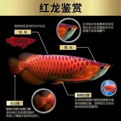 黃化金龍魚(yú)怎么變黃：金龍魚(yú)怎么變黃